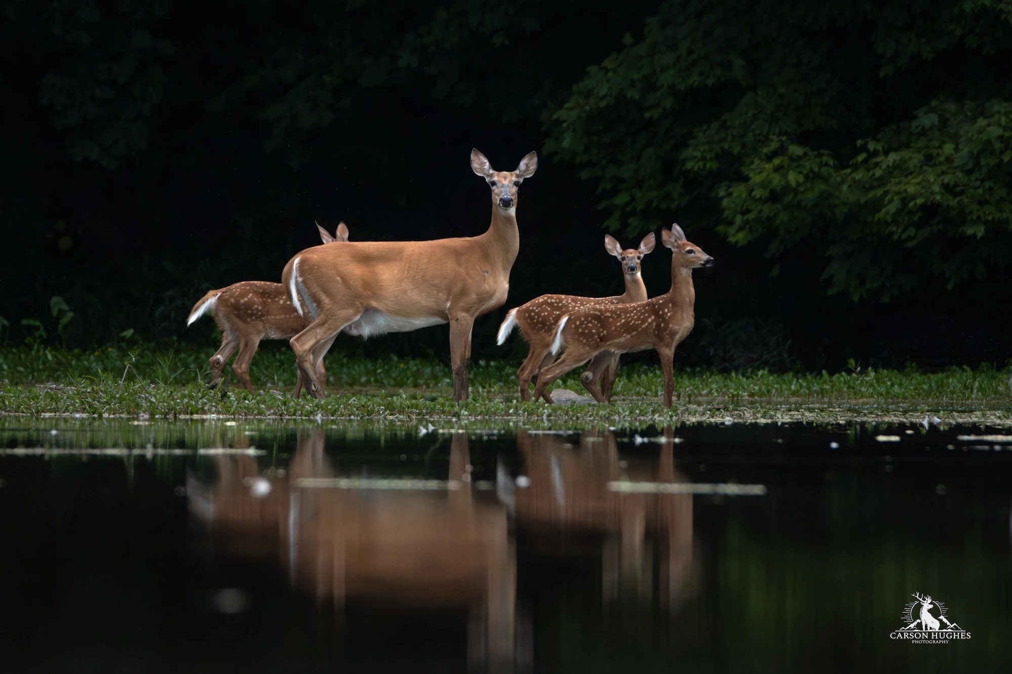 Momma and Triplets